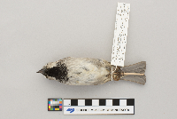 Passer domesticus image