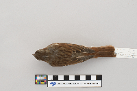 Passerella iliaca image