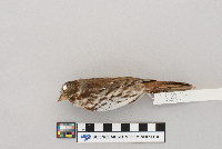Passerella iliaca image