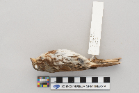 Passerella iliaca image