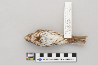 Passerella iliaca image