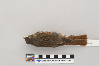Passerella iliaca image