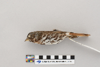 Passerella iliaca image