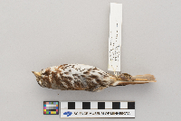Passerella iliaca image