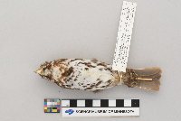 Passerella iliaca image