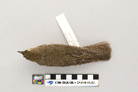 Catharus ustulatus image