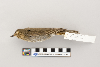 Catharus ustulatus image