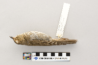 Catharus ustulatus image