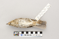 Catharus ustulatus image