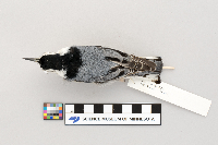 Sitta carolinensis image