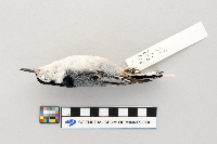 Sitta carolinensis image