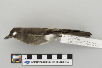 Contopus borealis cooperi image