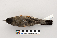 Turdus migratorius image