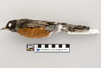 Turdus migratorius image