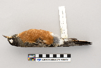 Turdus migratorius image