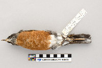 Turdus migratorius image