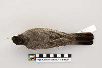 thumbnail image of current specimen