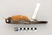 thumbnail image of current specimen