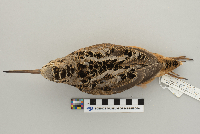 Scolopax minor image