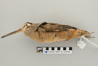 Scolopax minor image