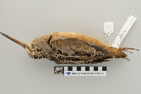 Scolopax minor image