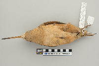 Scolopax minor image