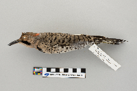 Colaptes auratus image