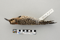 Colaptes auratus image