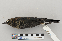 Euphagus carolinus image