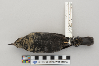 Euphagus carolinus image