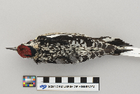 Sphyrapicus varius image