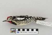 Sphyrapicus varius image