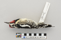 Sphyrapicus varius image