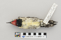 Sphyrapicus varius image