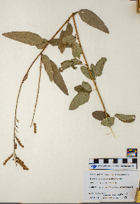 Desmodium canadense image