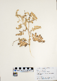 Astragalus cicer image