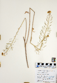 Sisymbrium loeselii image