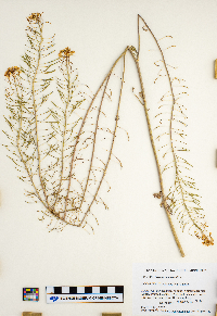 Sisymbrium loeselii image