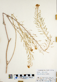 Sisymbrium loeselii image