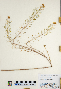 Sisymbrium loeselii image