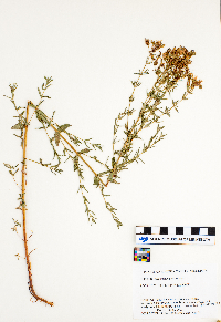 Hypericum perforatum image