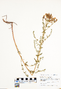 Hypericum perforatum image