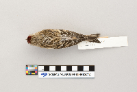 Acanthis flammea image