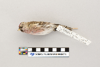 Acanthis flammea image
