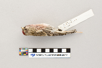 Acanthis flammea image