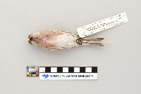 Acanthis flammea image
