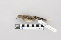 Dendroica coronata image