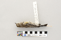 Dendroica coronata image