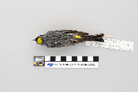 Dendroica coronata image