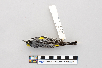 Dendroica coronata image